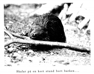One of the first reintroduced beaver pair overwintering at Skansen before their reintroduction to Jämtland in 1922. Photo from A. Behm, Nordiska Däggdjur (1922)