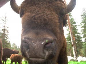 European bison at Lycksele Djurpark, Sweden. Photo by FA Jørgensen