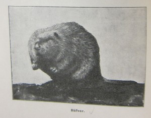 Beaver photo in the 1910 Skansen Short Guide for Visitors