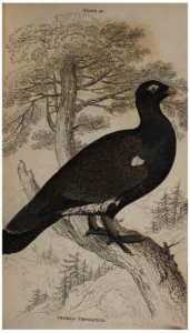 Tetrao urogallus, aka wood grouse or capercailzie William Jardin, The Natural History of Game-Birds, Edinburgh, 1834
