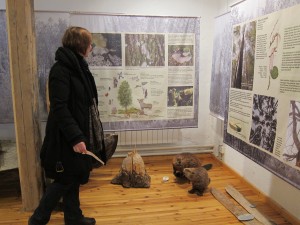 A pair of beavers and a beaver-chewed log in an educational exhibit about the forest ecosystem at Sagadi Forest Museum, Estonia.