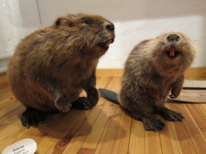 Beavers at Sagadi Forest Museum, Estonia. Photo by Dolly Jørgensen.