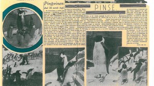 "Penguins will be a Norwegian bird" according to this article in Tidens tegn, 4 June 1938.