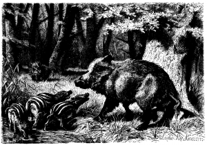 Drawing of wild boar from A. E. Brehm, Däggdjurens lif, trans. Smith and Lindahl (1882)