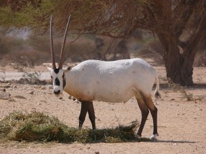 Arabian oryx in Israel. Photo by Wikimedia user MathKnight. Licensed under Creative Commons BY-SA 3.0.