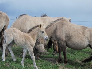 A one-month-old foal in the Konik pony herd at Wicken Fen. Photo by Dolly Jørgensen.