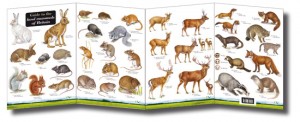Land mammals of Britain fold out