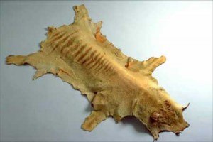 Skin of an adult thylacine, collected by Charles Selby Wilson in the Pieman River area of Tasmania, about 1930. National Museum of Australia collection.