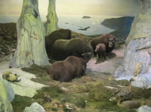 The east Greenland diorama in the bottom floor of the Biological Museum in Stockholm was populated with specimens from the 1900 Kolthoff expedition. Photo by Dolly Jørgensen, 2012.
