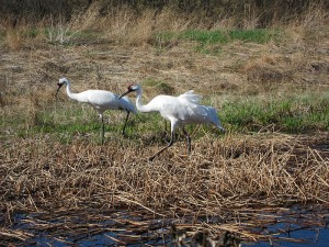 Whooping cranes at the International Crane Foundation. Photo by Dolly Jørgensen, 2012.