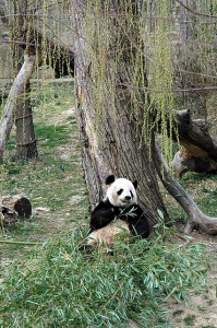 I actually saw Tai Shan in March 2006 when he was 8 months old, but he was laying up against the wall and it was impossible to get a photo. My husband Finn Arne did however take a photo of Tai Shan's mother Mei Xiang. 