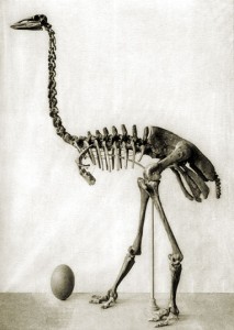 Aepyornis maximus skeleton and egg from L. Monnier, "Paleontologie de Madagascar," Annals de Palaeontologie 8:125-172.
