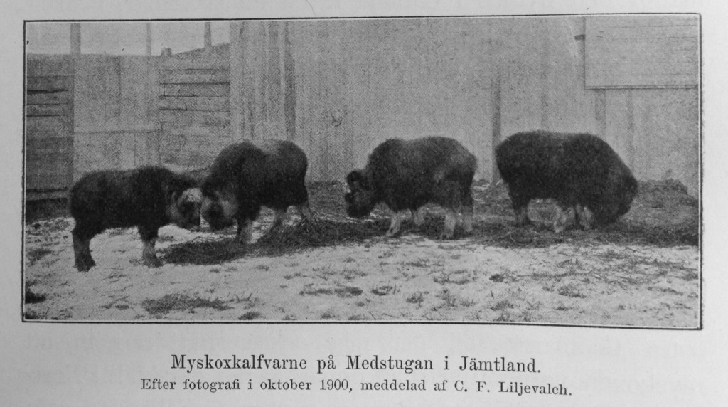 The four muskox calves at Liljewalch's Medstugan in Sweden, 1900. From A.G. Nathorst, Två Somrar i Norra Ishafvet, senare delen (1900)