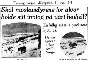 Will muskox seriously keep their foothold in our high mountains? Article in Aftenposten, 11 May 1933. 