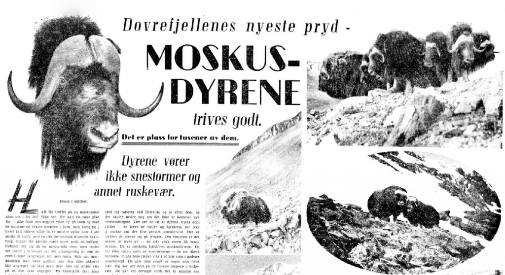 "Dovre mountain's newest ornament - Muskox doing well. There is room for thousands of them." Aftenposten, 19 October 1940.