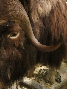 Muskox at the National Park Center in Dombås