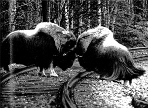 Muskox bulls duelling on a train track in Norway. Photograph by Einar Alendal, published in 'Moskusfeet på Dovrefjell' Trondhjems turistforening årbok 1979