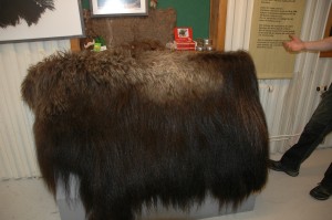 Muskox pelt for tourists to feel in the Myskoxcentrum exhibit