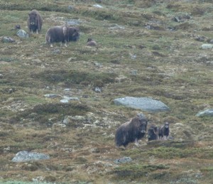 The wild muskox herd I saw while on the muskox safari in Kongsvoll, Norway. The calves in the herd were all about 1 month old. Photo by Dolly Jørgensen.