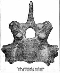 Muskox neck vertebra found during the construction of the railway through the Dovre mountains. Published in Aftenposten, 13 May 1917.