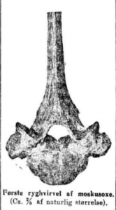 Muskox spinal vertebra found during the Dovre railway construction in November 1913.