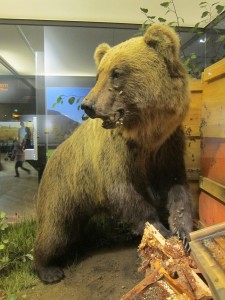 The afterlife of Bruno, the first brown bear to wander freely in Germany for 170 years, in the Museum of Man and Nature, Munich.
