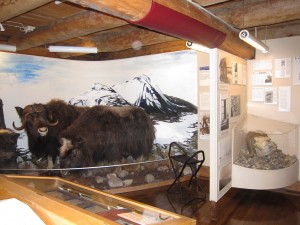 Hunting display with skull and taxidermy specimens of 2 adults and 1 calf 