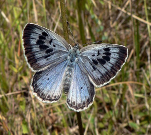 Large blue butterfly. Photo by PJC&Co from Wikimedia Commons.