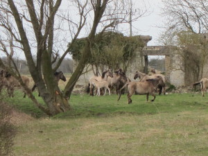 Konik ponies at Wicken Fen in a thoroughly nature-culture hybrid environment. Photo by D. Jørgensen.
