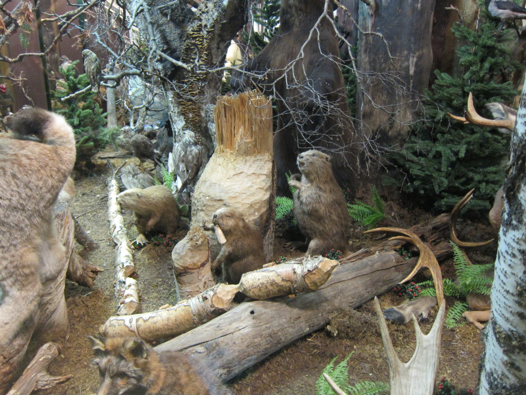 The busy beavers felling trees at Frösö zoo diorama exhibit. Photo by D. Jørgensen, June 2013