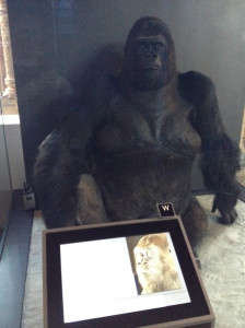 Guy the gorilla on display at the Natural History Museum (London). Photo by D Jørgensen.