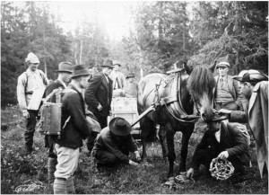 One of several photos showing the beaver box being transported. In this case, special marsh shoes are being put onto the horse pulling the beaver box. Published in Eric Festin, "Bäverns Återinplantering" in Jämten (1922). Photo by Nils Thomasson.