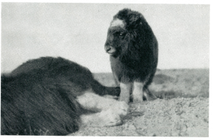 Muskox calf with a dead adult on East Greenland. Reproduced in Alwin Pedersen, Der Moschusochs (1958)