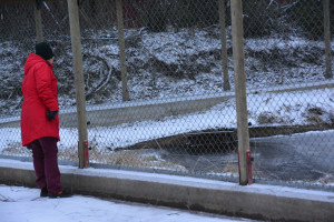 Looking into the fenced beaver enclosure at Lycksele djurpark, Sweden, 14 December 2013. Photo by FA Jørgensen.