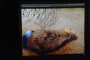 Beaver webcam video playing inside the beaver enclosure building dated 2010. 14 December 2013