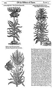 The crown imperial flower which is called a "denizon" by John Gerard in The herball or Generall historie of plantes (1633)