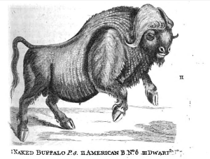 Thomas Pennant's drawing of an American bison from 1771 shows how confused early naturalists were. The body is that of a plains bison, but the horns are clearly from a muskox.