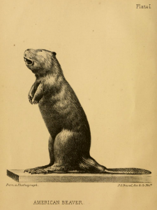 Beaver illustration from Lewis Morgan's The American Beaver and His Works (1868)