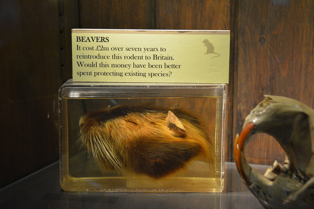 Beaver head on display at the Grant Museum of Zoology, London. Photo by Finn Arne Jørgensen. All rights reserved.