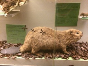 The European beaver specimen in the mammals hall of the Museum of Natural Sciences, Brussels. Photo by D. Jørgensen.