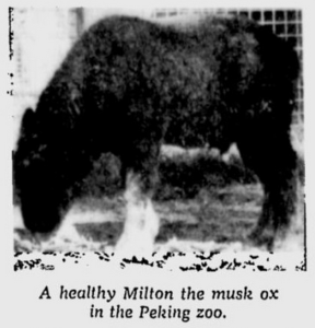 Milton in the Peking zoo. Printed in the Milwaukee Journal, 12 August 1972.
