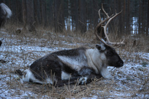 Forest reindeer at Lycksele djurpark, Sweden. Photo by FA Jørgensen. All rights reserved.