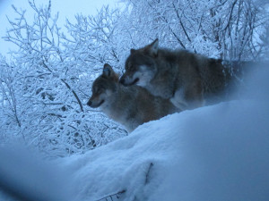 Wolves at Lycksele djurpark, Sweden. Photo by FA Jørgensen. All rights reserved.