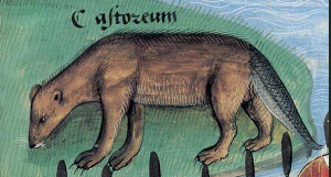 The beaver's tail shown as a fish tail in this illustration from Platearius, Livre des simples médecines, c. 1480. Paris, BnF, Français 12322, folio 188.