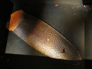 Beaver tail on exhibit in Jamtli museum, Sweden. Photo by D. Jørgensen.