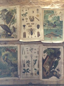 Collection of nature posters on the wall of the Palamuse parish school house