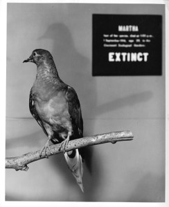 Martha, the last known passenger pigeon, on display at the National Museum of Natural History (US) in 1967. From the Smithsonian Institution collection. 
