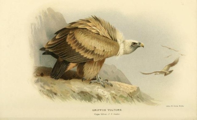 Griffon vulture illustration in Coloured figures of the birds of the British Islands, issued by Lord Lilford, 1885-1897.