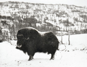 Photo of the muskox that was put down in Bekkebotn in 1957. From the Gamle Salangen website.