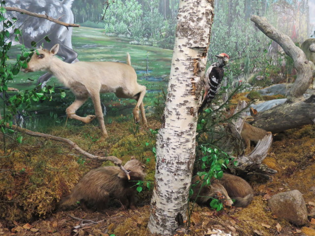 Raccoon dogs in their environmental setting in the Zoological Museum of the University of Oulu, Finland. Photo by D. Jørgensen